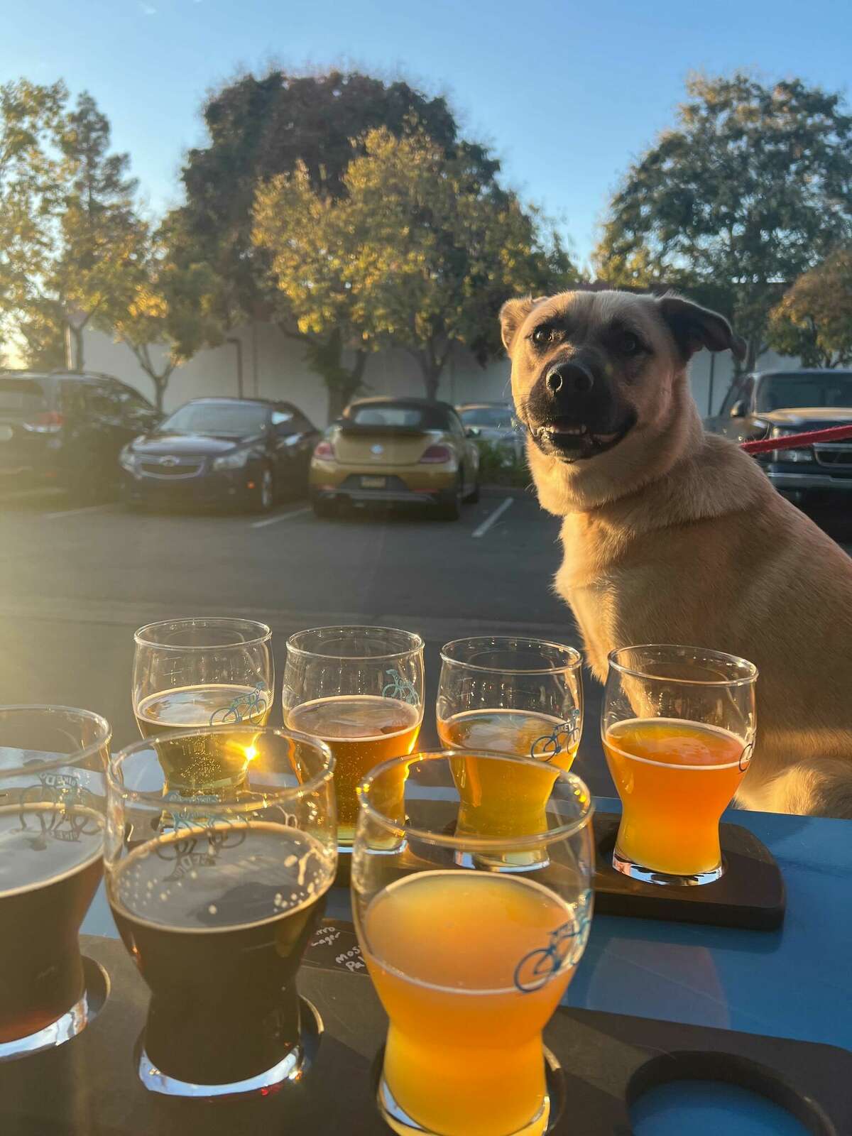 Martie, posó con un montón de cervezas afuera de la taberna de Bike Dog Brewing Company en West Sacramento.