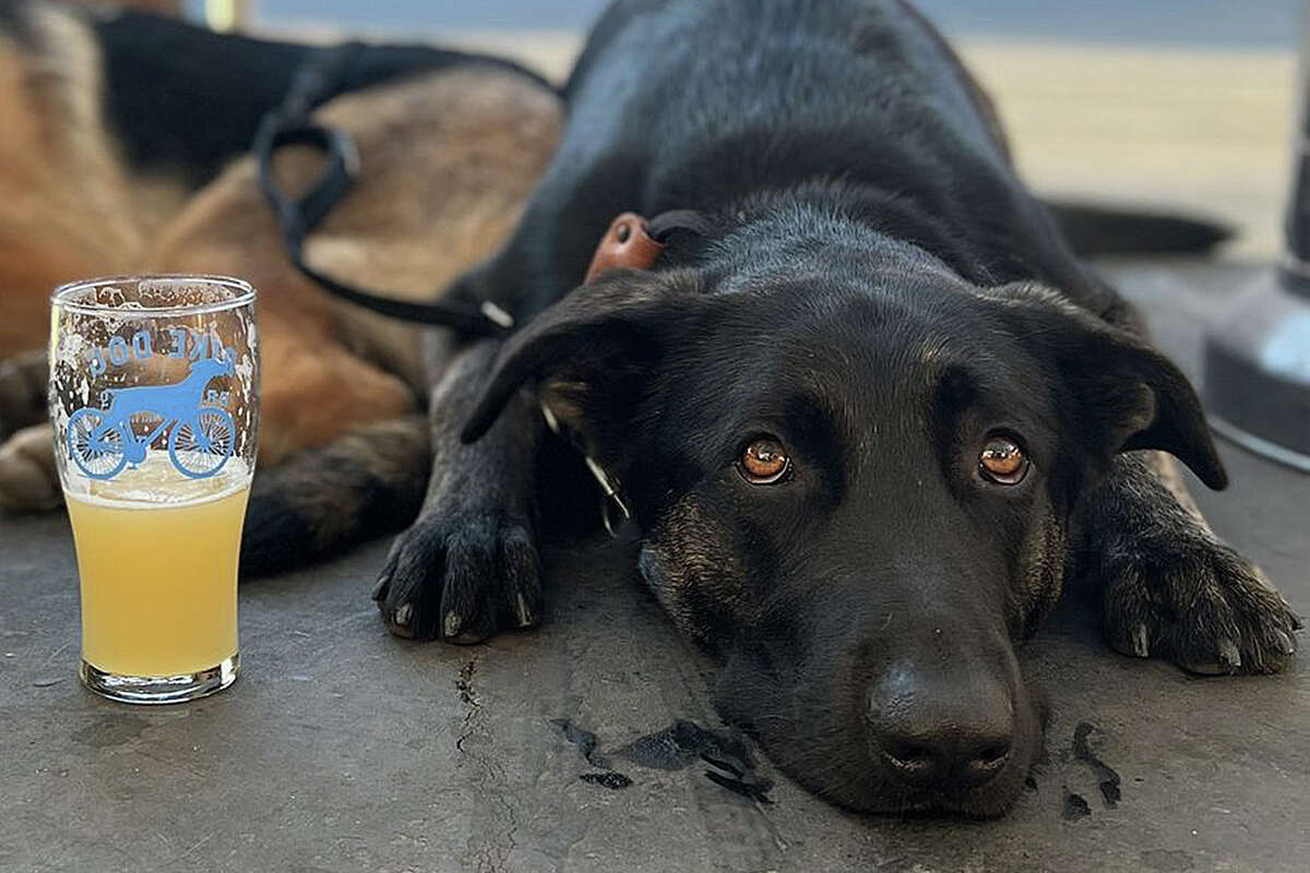 Un perro yace junto a una cerveza en la taberna de Bike Dog Brewing Company en West Sacramento. 