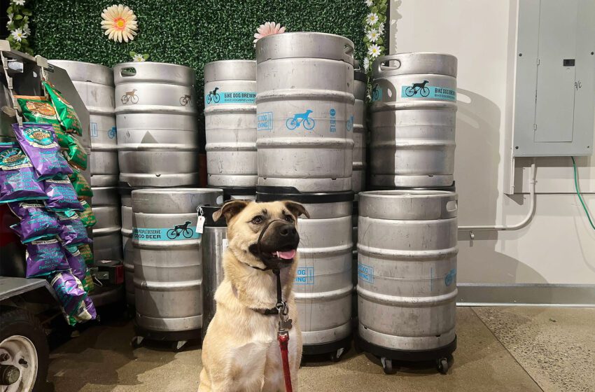  Bike Dog Brewing Company, la principal cervecería apta para perros de California