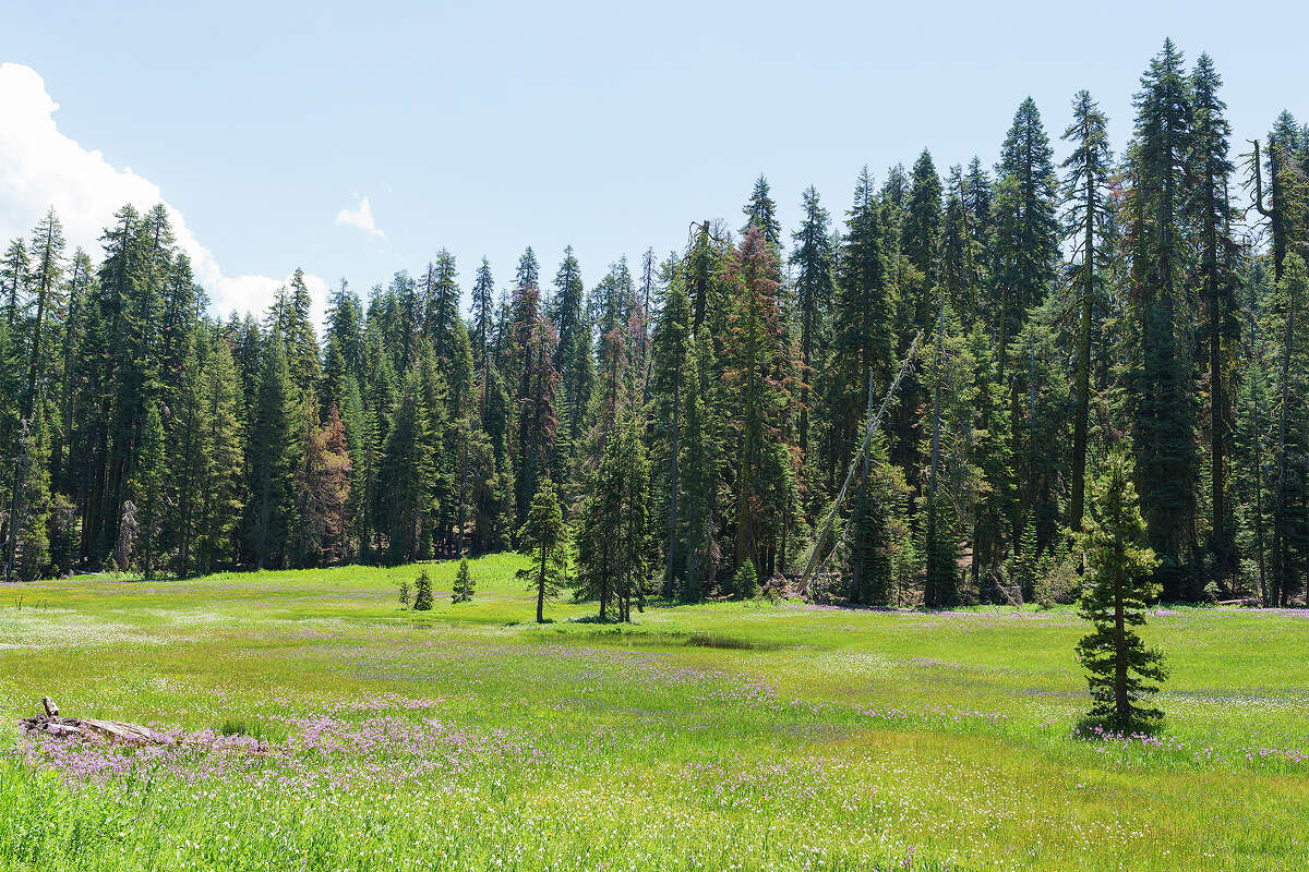 Una vista de Summit Meadow en el Parque Nacional Yosemite.