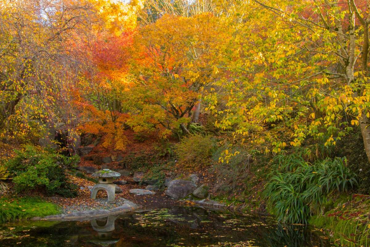 El Jardín Botánico de la Universidad de California en Berkeley ofrece algunos de los mejores colores de otoño en el Área de la Bahía de San Francisco.