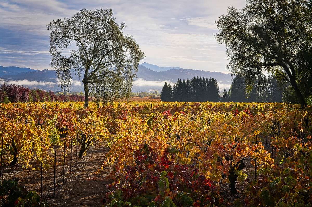Los viñedos en Napa y Sonoma ofrecen algunas de las mejores oportunidades para ver los colores del otoño en el Área de la Bahía de San Francisco.