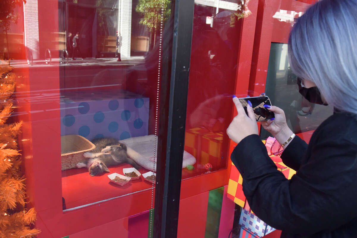 Un peatón se detiene para tomar una foto de los gatitos en los escaparates de Macy's en Union Square de San Francisco el viernes.