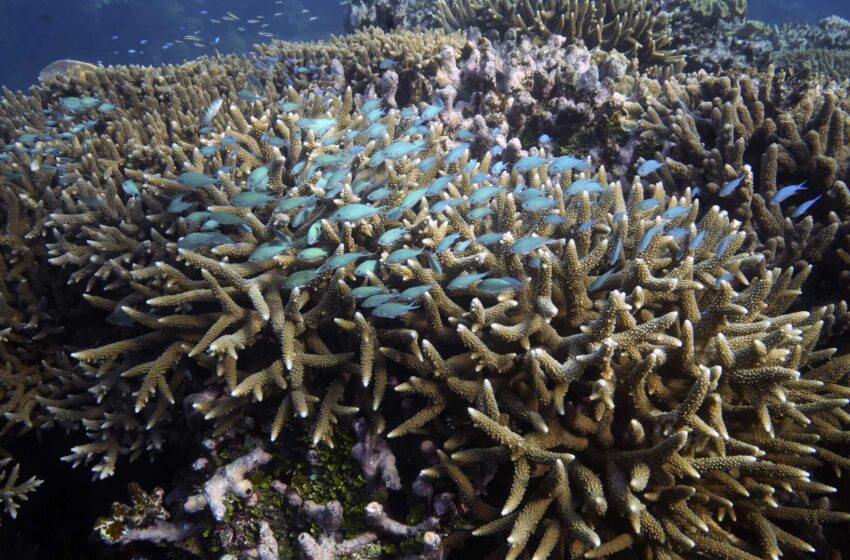  Australia se opone al estatus de “en peligro” de la Barrera de Coral
