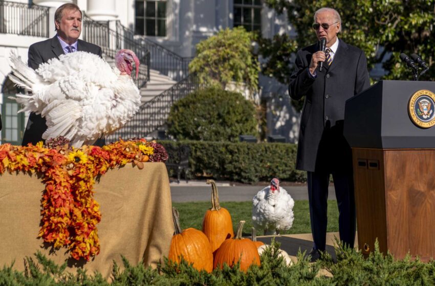  Biden inaugura las fiestas, indulta a los pavos Chocolate y Chip
