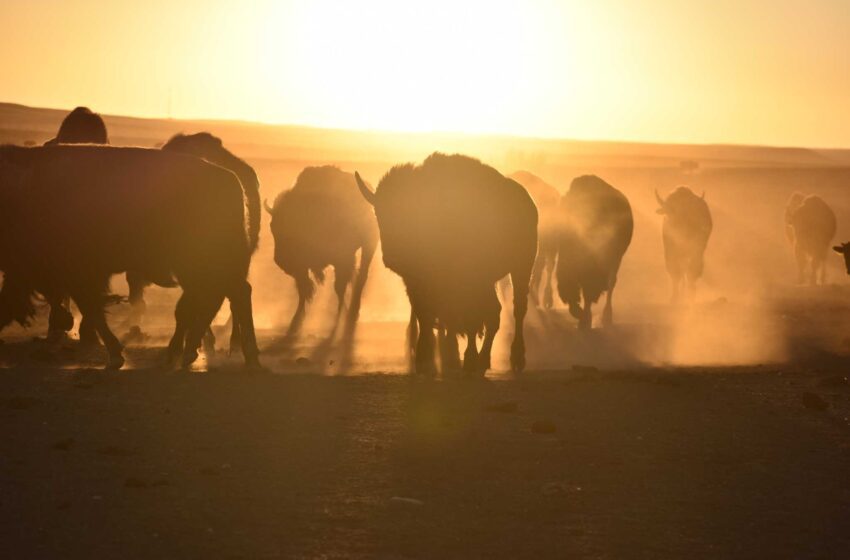  El bisonte se extiende mientras las tribus nativas americanas reclaman su custodia