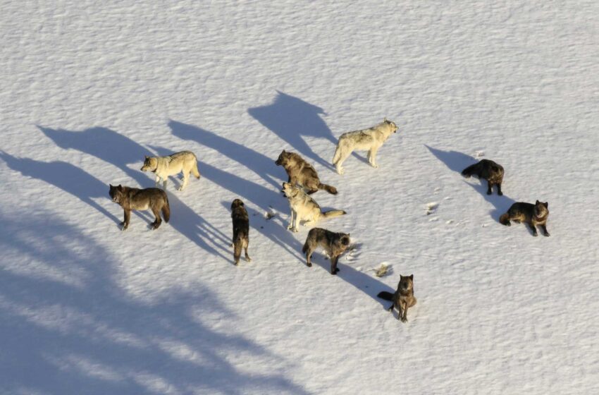  El juez revive los límites de la matanza de lobos cerca del parque de Yellowstone