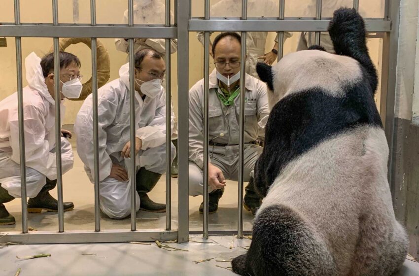  Expertos en panda de China visitan Taiwán en un raro punto de contacto