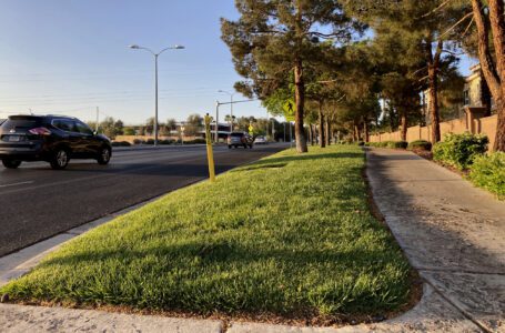 Las ciudades del oeste de EE.UU. eliminarán el césped decorativo en medio de la sequía