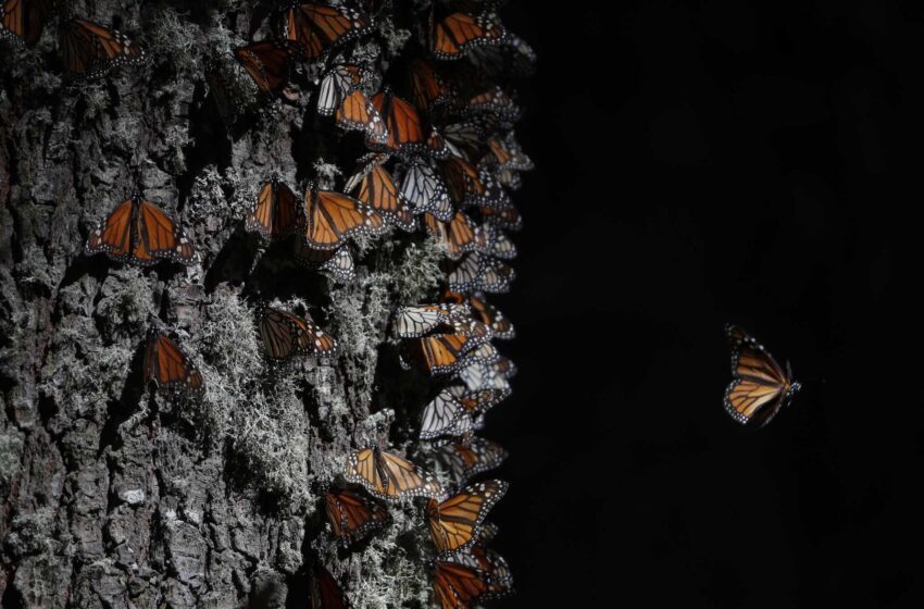  Las mariposas monarca regresan a México en su migración anual