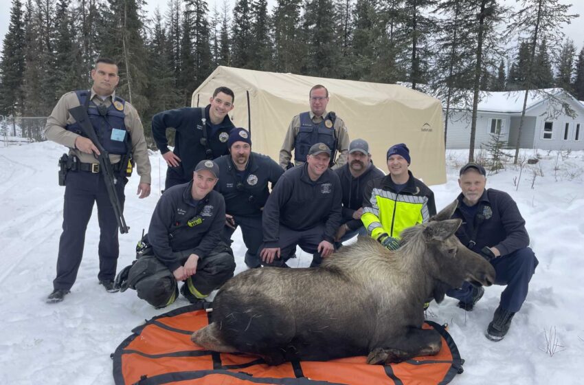  Los bomberos de Alaska ayudan a rescatar a un alce atrapado en una casa