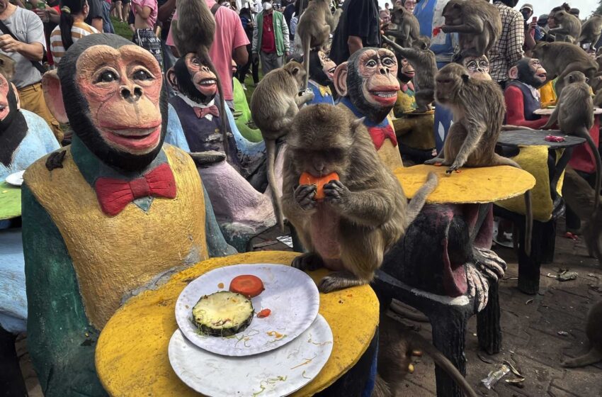  Los monos de una ciudad del centro de Tailandia celebran su día con una fiesta