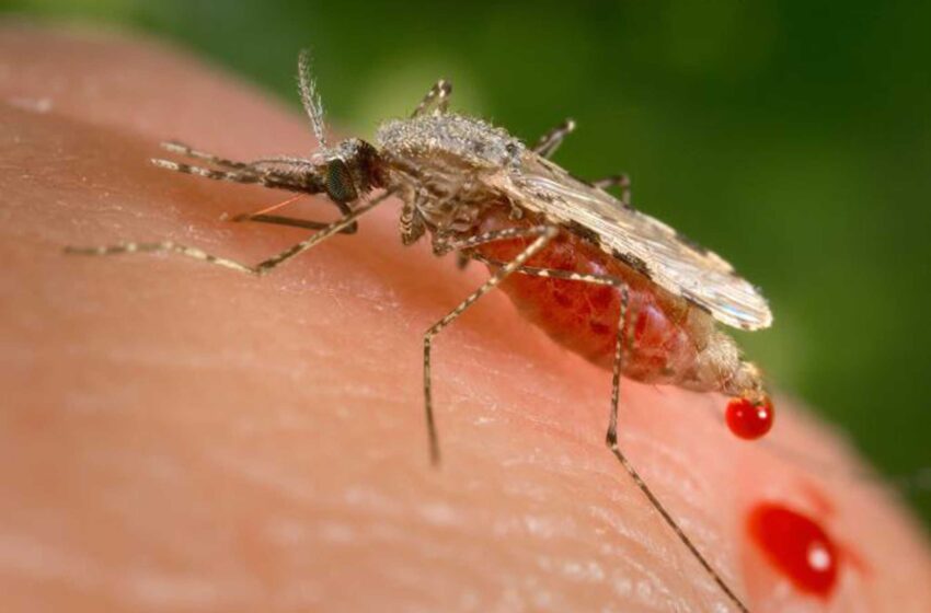  Los mosquitos invasores podrían desbaratar el progreso de la malaria en África