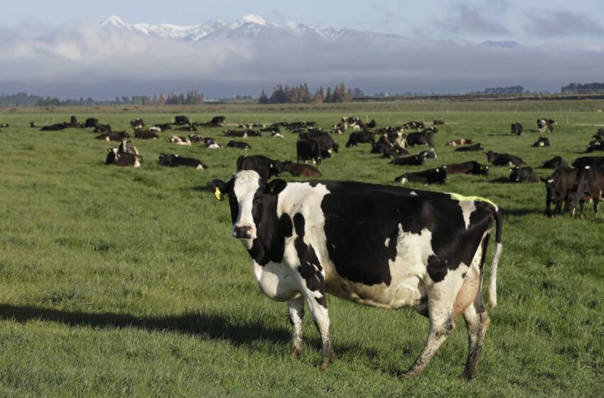  Nueva Zelanda apunta a los eructos de las vacas para ayudar a reducir el calentamiento global