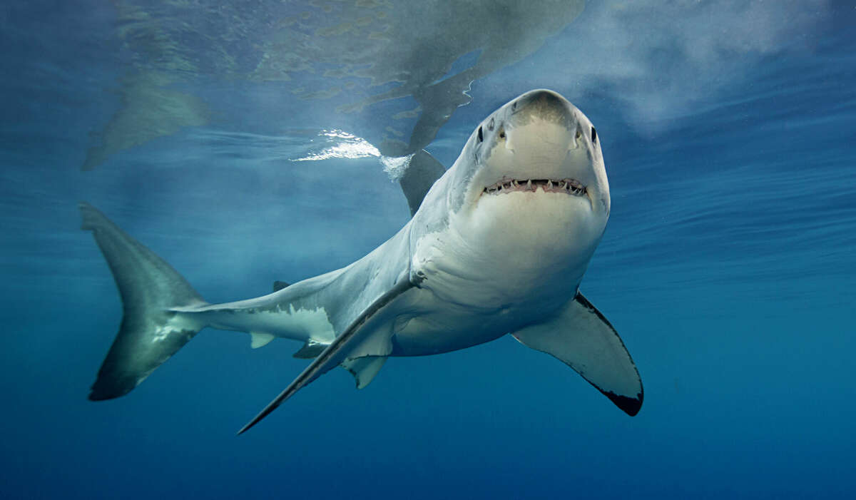Un gran tiburón blanco mira hacia adelante en el agua.
