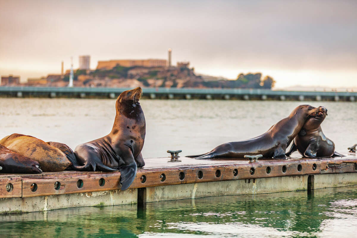 Los leones marinos miran hacia Alcatraz. 