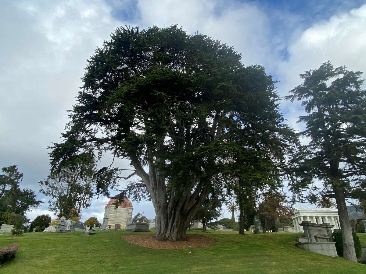 El ciprés campeón de Monterey en el Cypress Lawn Arboretum.