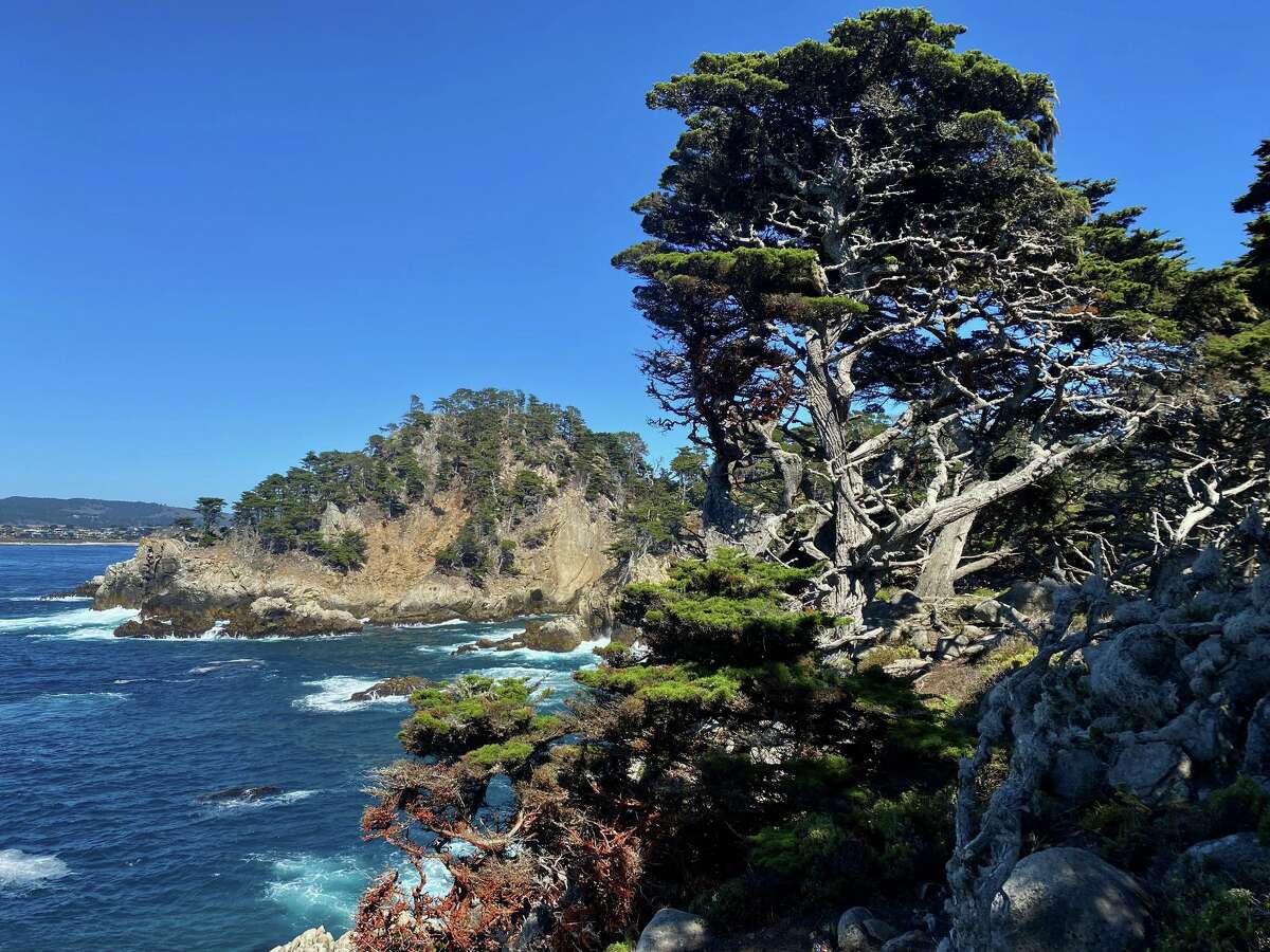 El origen del ciprés es un radio de dos millas en Point Lobos en Monterey.