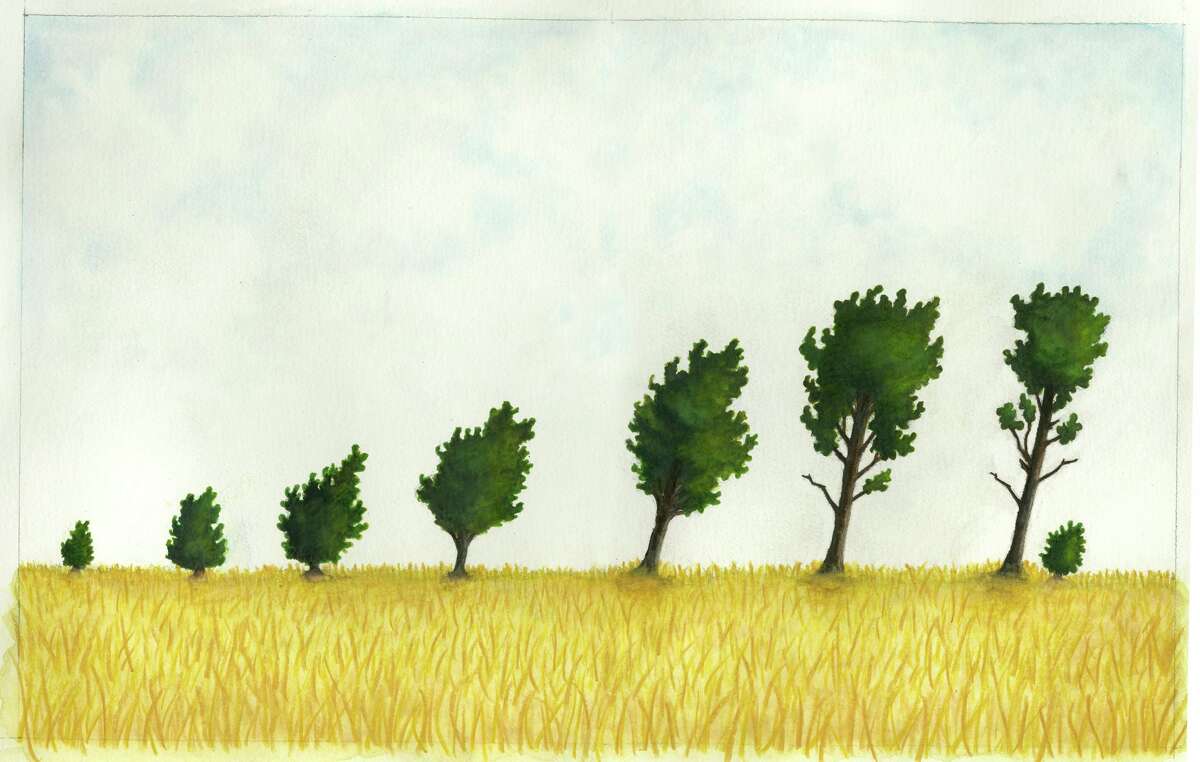 Una pintura de cipreses creada por Josh Gevertz. 
