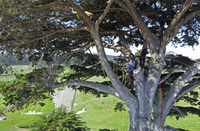  Un arboreto escondido con el amado árbol de San Francisco