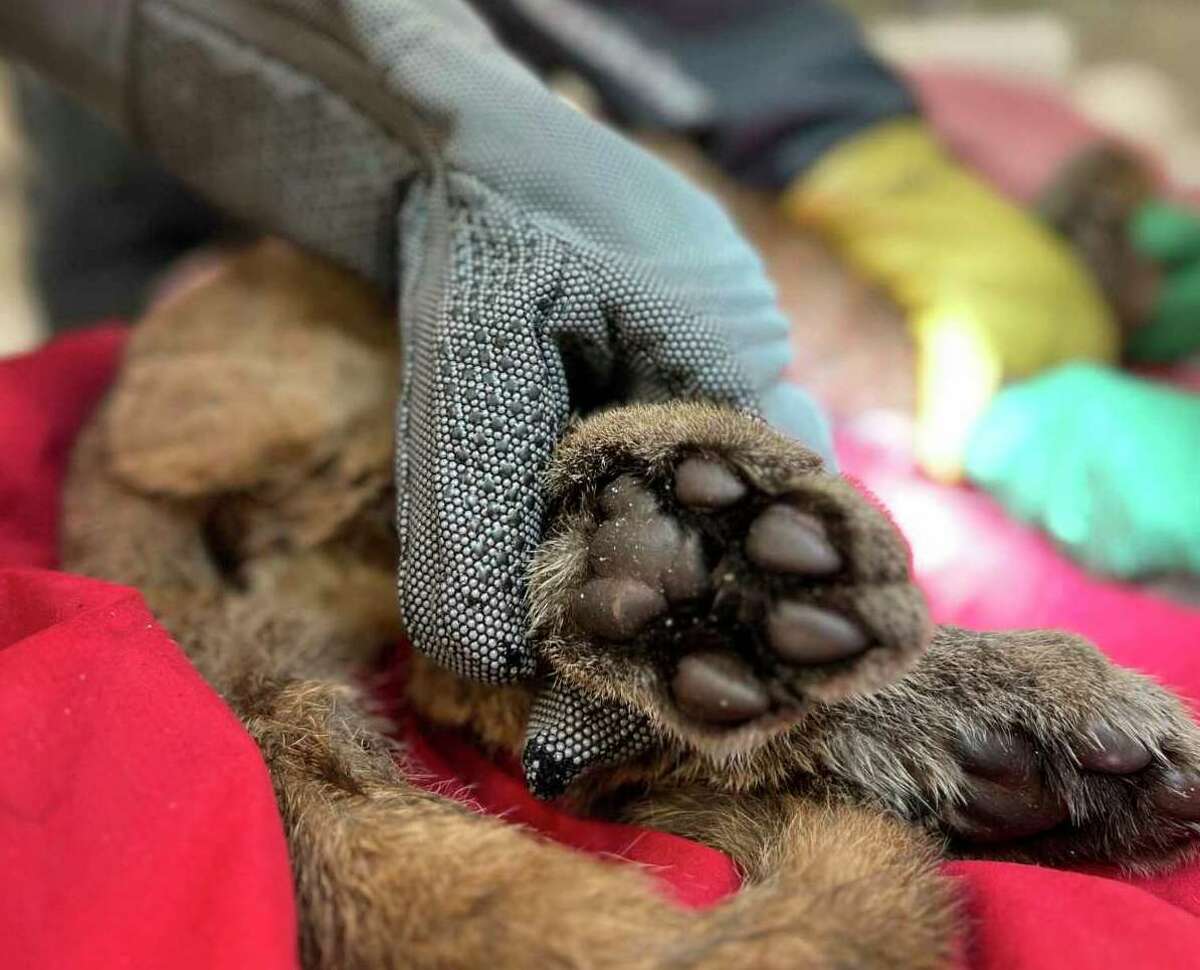 En esta foto, proporcionada por el Zoológico de Oakland, se trata a un cachorro de león de montaña que fue rescatado en Santa Cruz, California, el lunes 19 de diciembre de 2022. Los funcionarios de vida silvestre rescataron al cachorro de león de montaña gravemente enfermo en el norte de California y los veterinarios le dieron el nombre. Holly para la temporada navideña mientras la tratan en cuidados intensivos, dijo el zoológico de Oakland el martes.