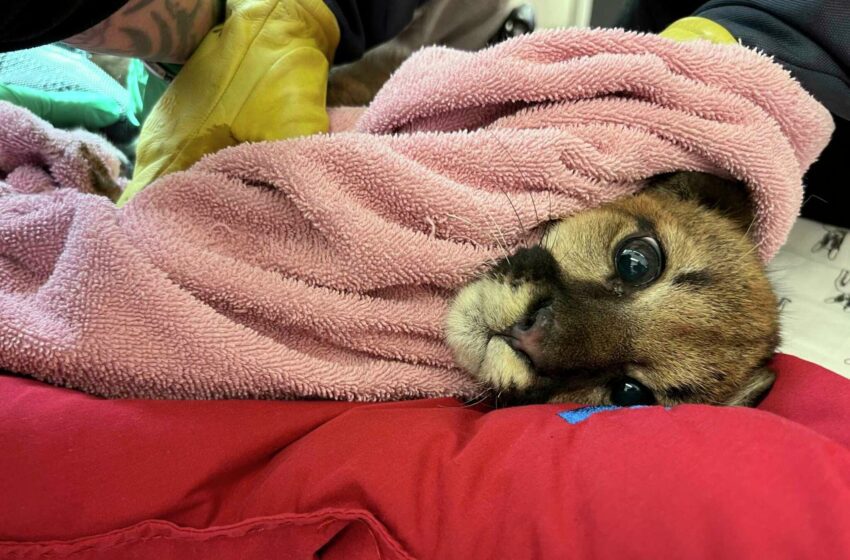  Cachorro de león de montaña ‘críticamente enfermo’ encontrado en casa de California, rescatado por el zoológico de Oakland