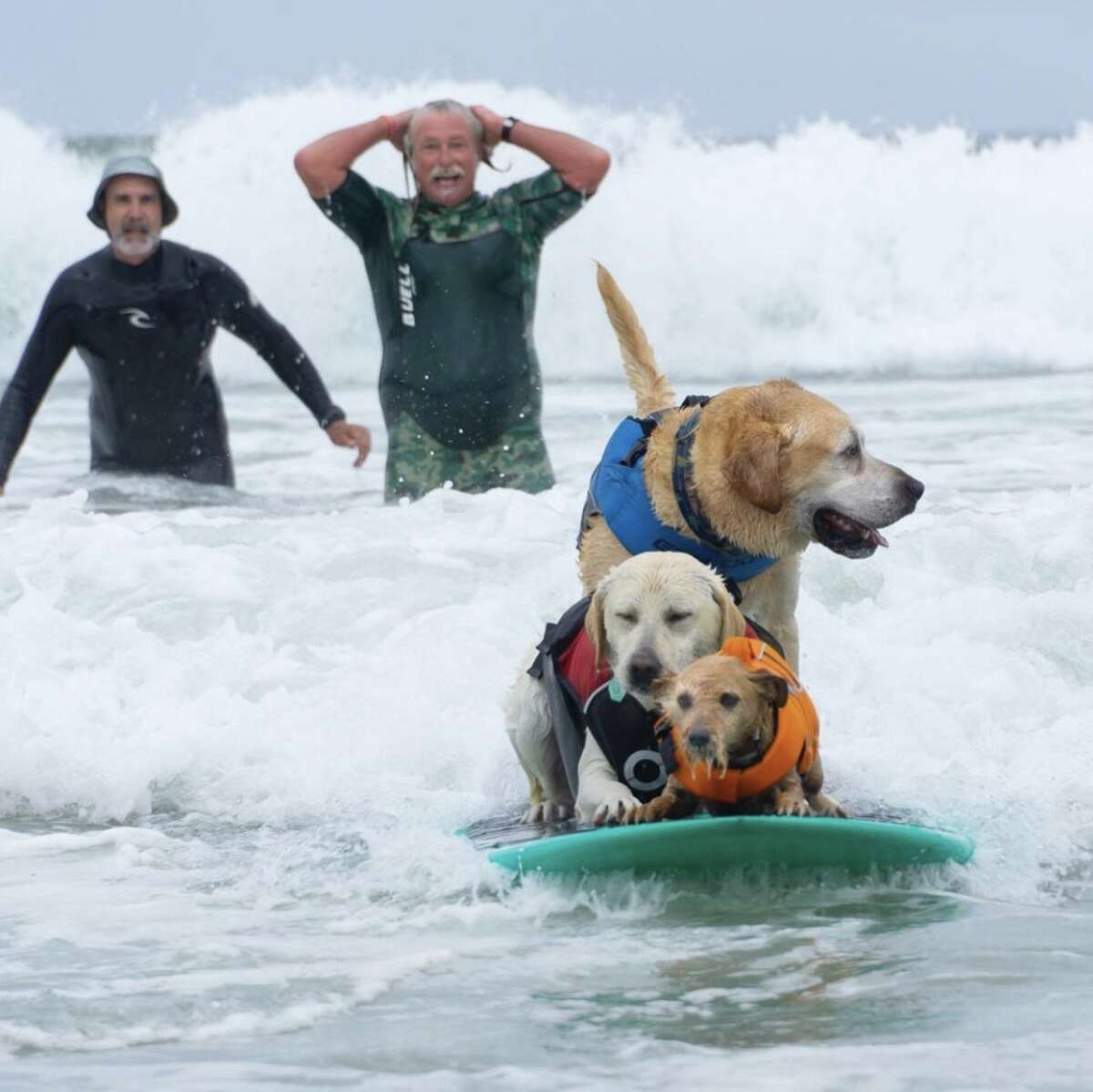 @findinghalffull capturó a perros surfistas que participaban en el Campeonato Mundial de Surf de Perros en Pacifica.