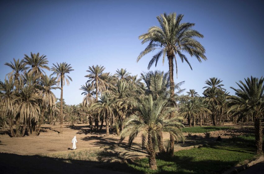 El cambio climático amenaza los oasis centenarios de Marruecos