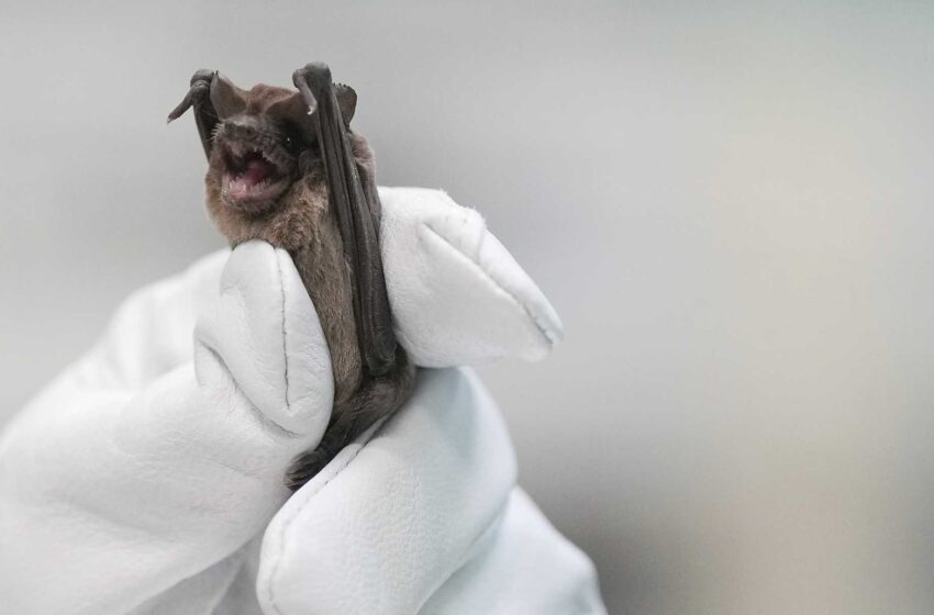  Murciélagos se precipitan al suelo por el frío; salvados por incubadoras, fluidos