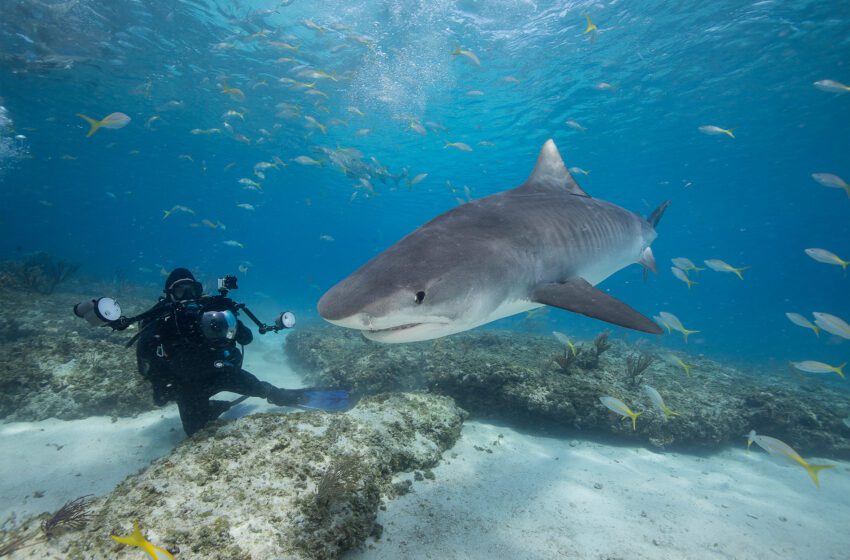  Nadador de Hawaii lucha contra un tiburón tigre de 12 pies con un cuchillo