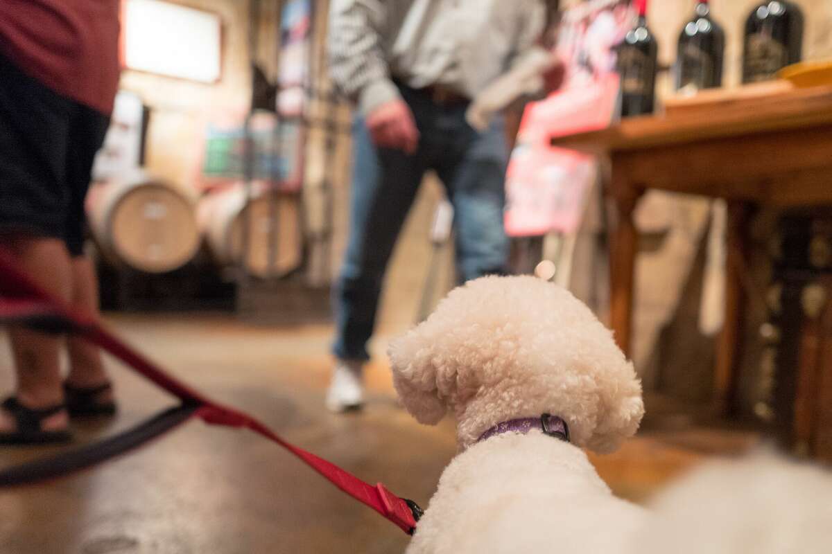 Un perro mascota bichón frisé observa a los invitados probar el vino en la sala de degustación de V. Sattui Winery en St. Helena, Napa Valley, California.