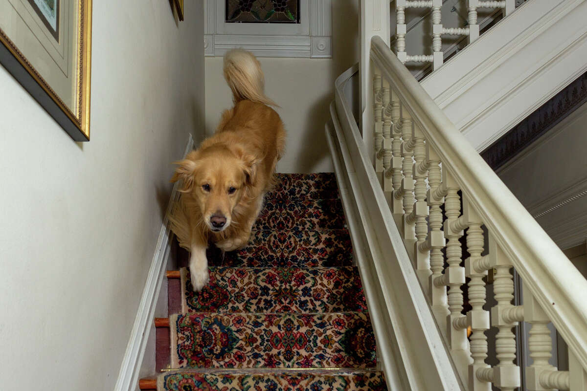 Torbjörn, uno de los dos golden retrievers en 712 Steiner St., baja las escaleras y se encuentra con los invitados al final del recorrido el jueves 22 de diciembre de 2022 por la noche.