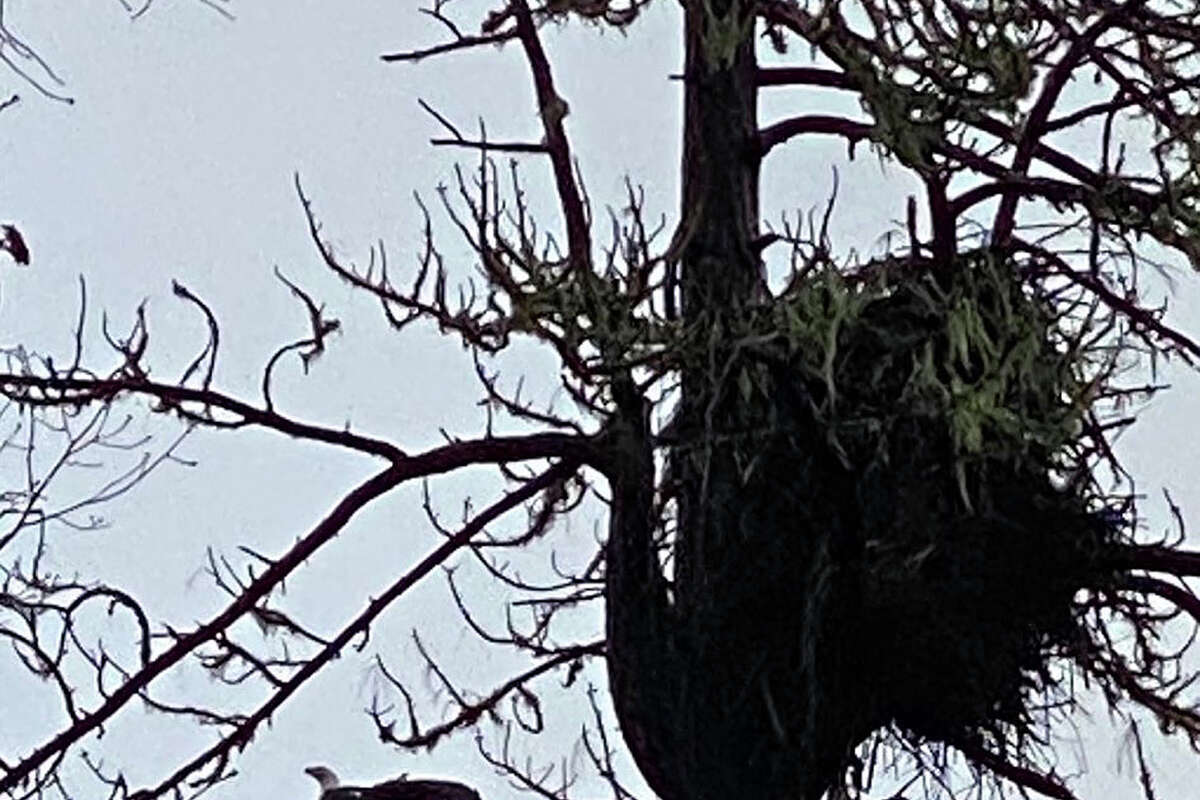 Foto que muestra una de las águilas calvas en el pino ponderosa en Potter Valley, California. 