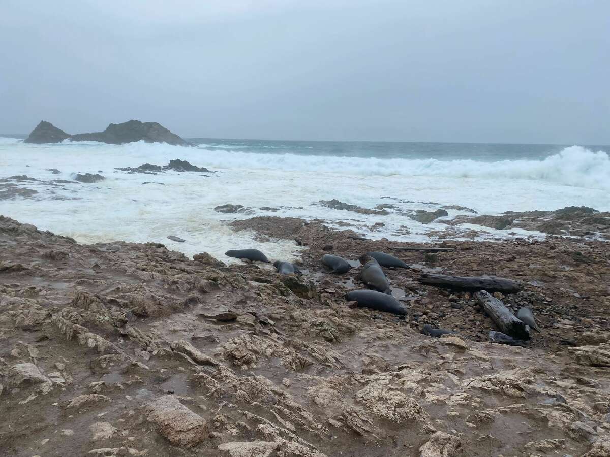 Una colonia de elefantes marinos en las Islas Farallón se inundó con grandes olas el 5 de enero. 