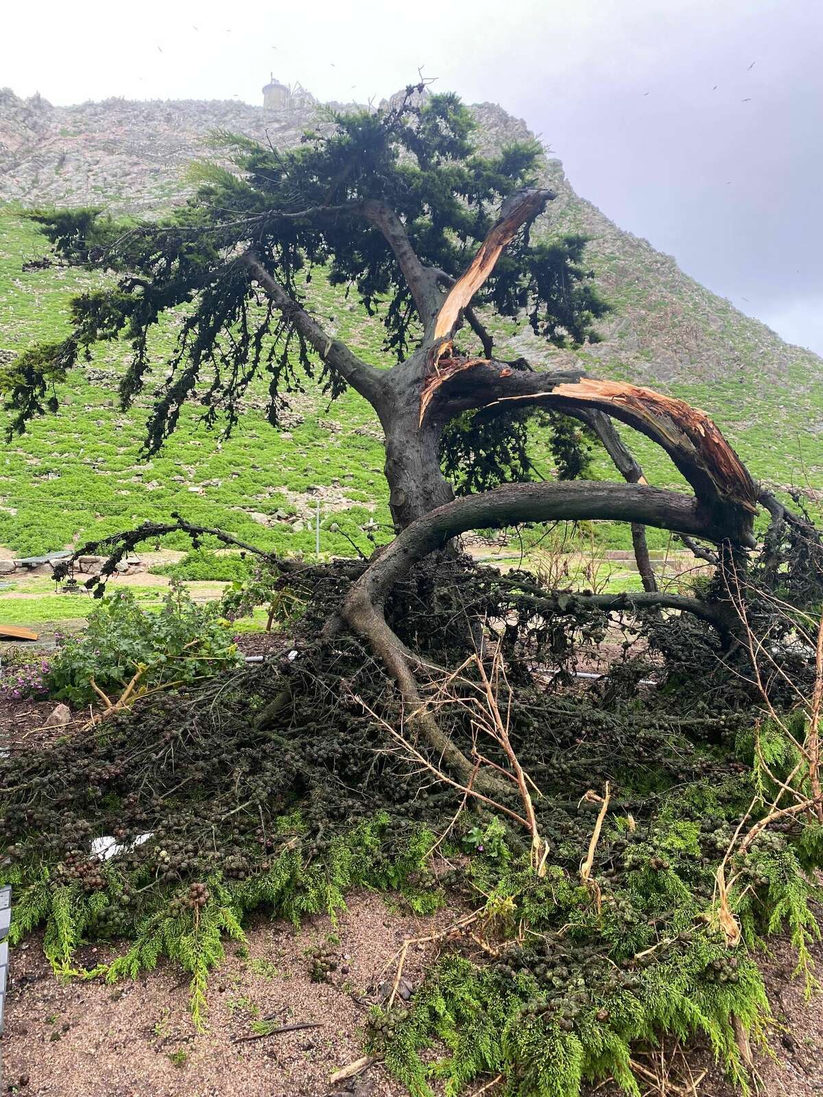 Un árbol de ciprés cerca de la vivienda de los investigadores en el sureste de la isla Farallón se partió por la mitad debido a los fuertes vientos y la lluvia durante las tormentas recientes. 