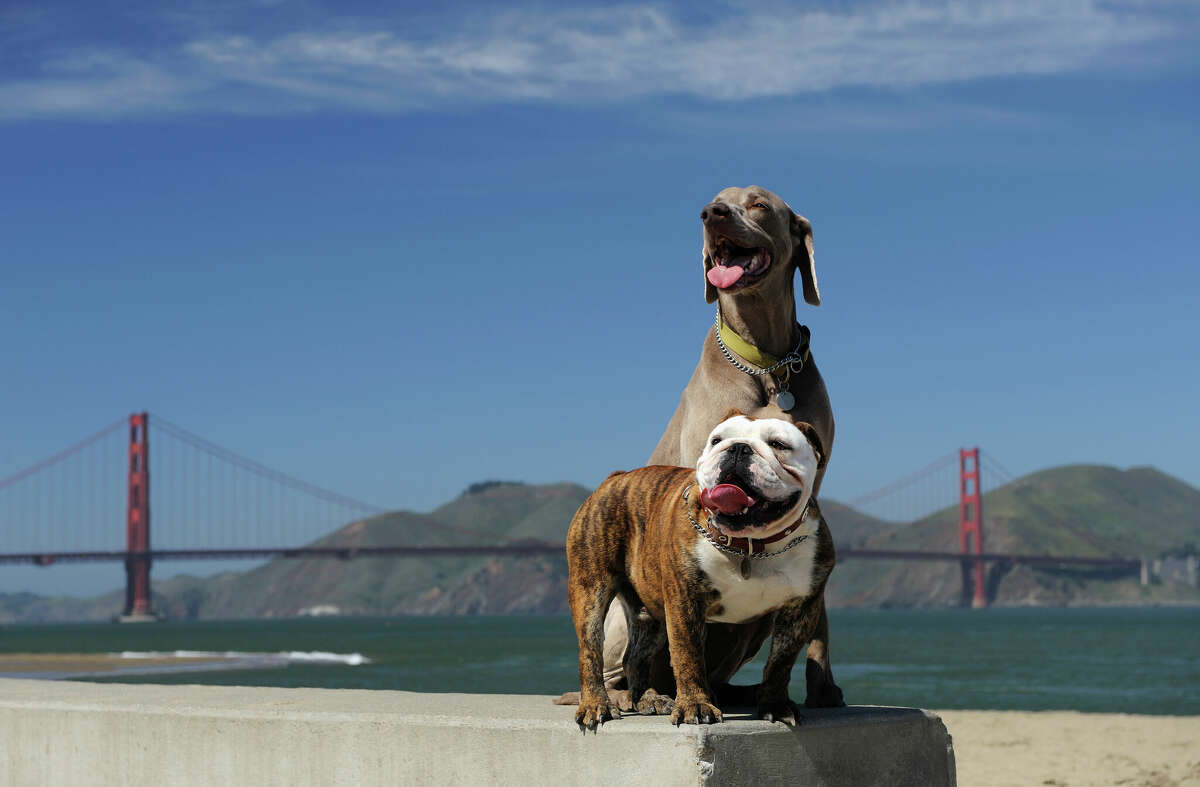 Dos perros disfrutan de un día junto al puente Golden Gate en San Francisco. 