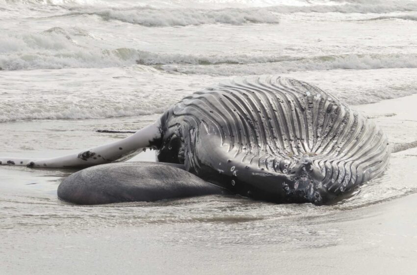  Gobernador de Nueva Jersey: No hay pausa en la preparación del parque eólico después de la 7ª ballena muerta