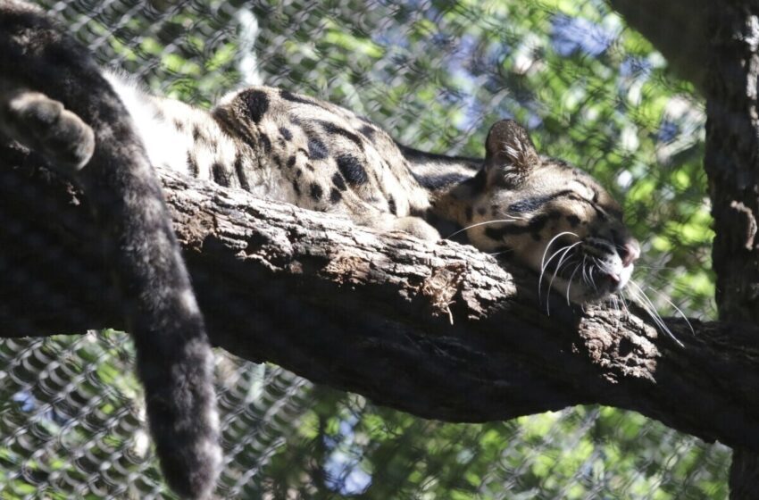  La policía se une a la búsqueda del leopardo nublado desaparecido en el zoo de Dallas