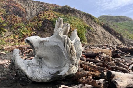 Las tormentas revelan más restos óseos en las playas de San Francisco
