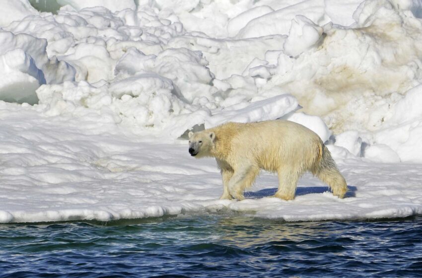  Madre e hijo de 1 año mueren en ataque de oso polar en Alaska