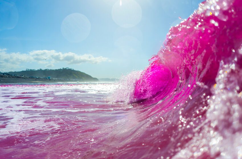  Por qué el Océano Pacífico se tiñó de rosa frente a la costa californiana