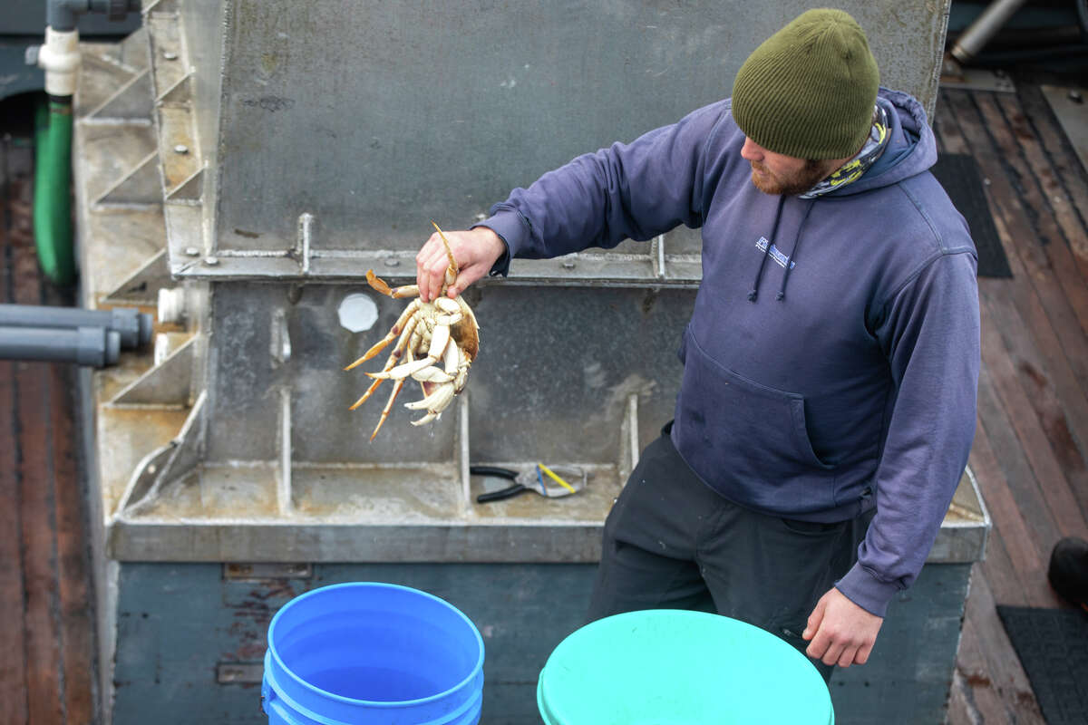 Un pescador sostiene un cangrejo que estaban vendiendo al público en el barco de pesca de cangrejos Willanina en Fisherman's Wharf en San Francisco, California, el 27 de enero de 2023. La tripulación del barco vendió cangrejos Dungeness recién capturados al público directamente desde el barco.
