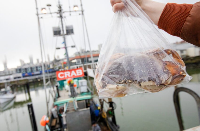 Cómo comprar cangrejo Dungeness vivo en Fisherman’s Wharf en SF