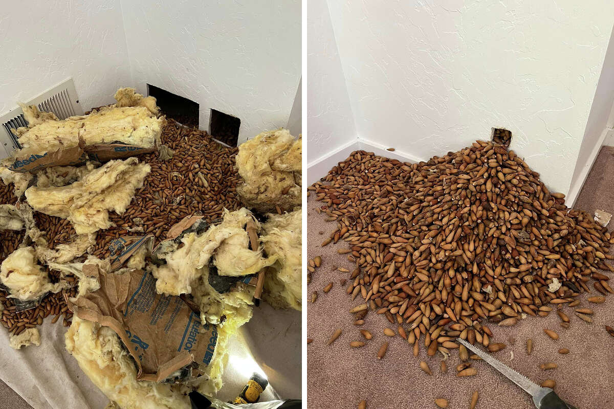 Nick Castro de Nick's Extreme Pest Control encontró 700 libras de bellotas dentro de un Glen Ellen Airbnb el mes pasado. ¿El culpable? Un par de pájaros carpinteros. 