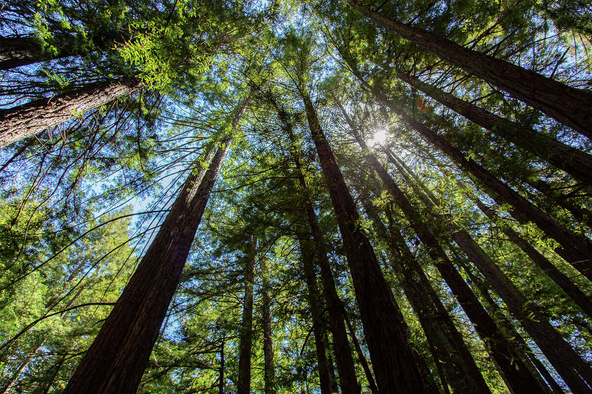 El Parque Regional Reinhardt Redwood cuenta con extensas arboledas de secoyas, senderos, áreas de picnic y lugares para acampar.