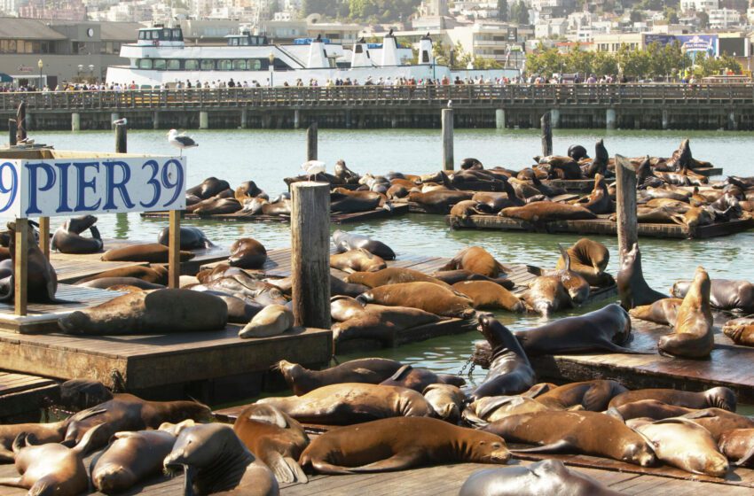  ¿Por qué los leones marinos pasan el rato en el Muelle 39 de San Francisco?