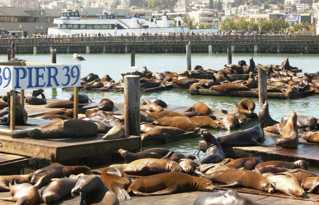 ¿Por qué los leones marinos pasan el rato en el Muelle 39 de San Francisco?