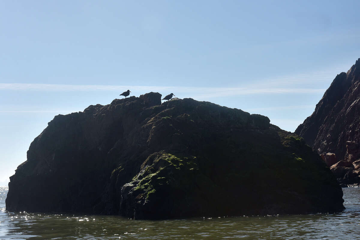 Un par de pájaros se paran sobre una roca a lo largo del borde este de Red Rock Island, el miércoles 8 de febrero de 2023.