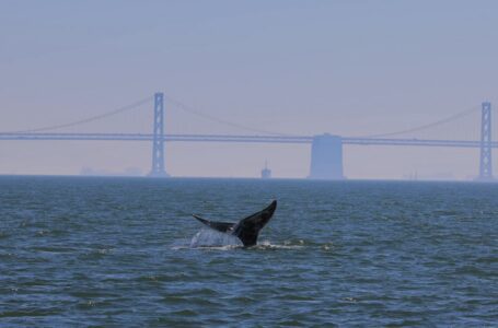 La primera ballena gris del año ha sido vista en la Bahía de San Francisco