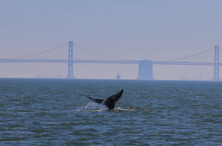  La primera ballena gris del año ha sido vista en la Bahía de San Francisco
